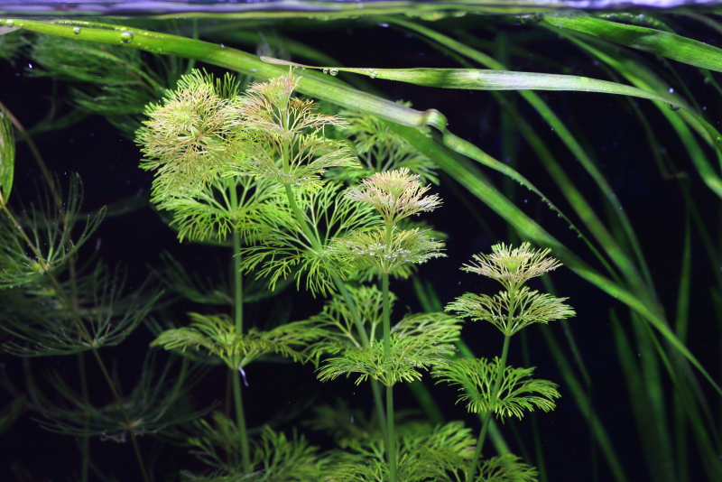 植栽から5日目　アンブリア